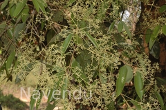 Cinnamomum malabatrum
